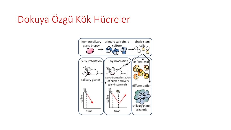 Dokuya Özgü Kök Hücreler 