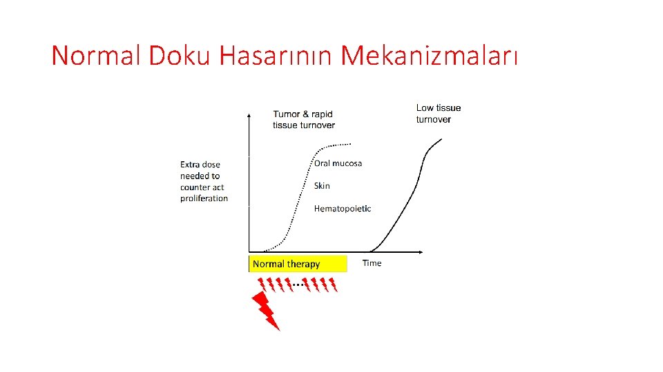 Normal Doku Hasarının Mekanizmaları 