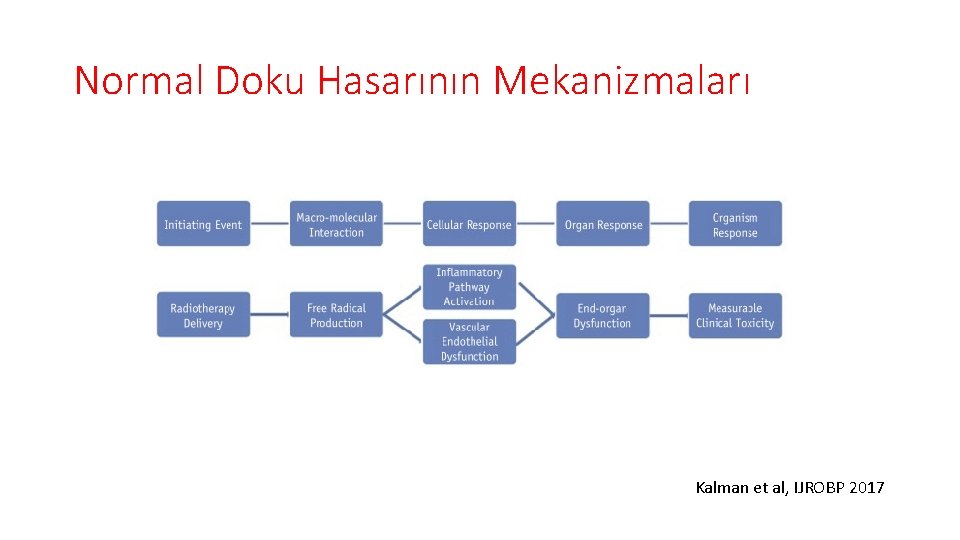Normal Doku Hasarının Mekanizmaları Kalman et al, IJROBP 2017 