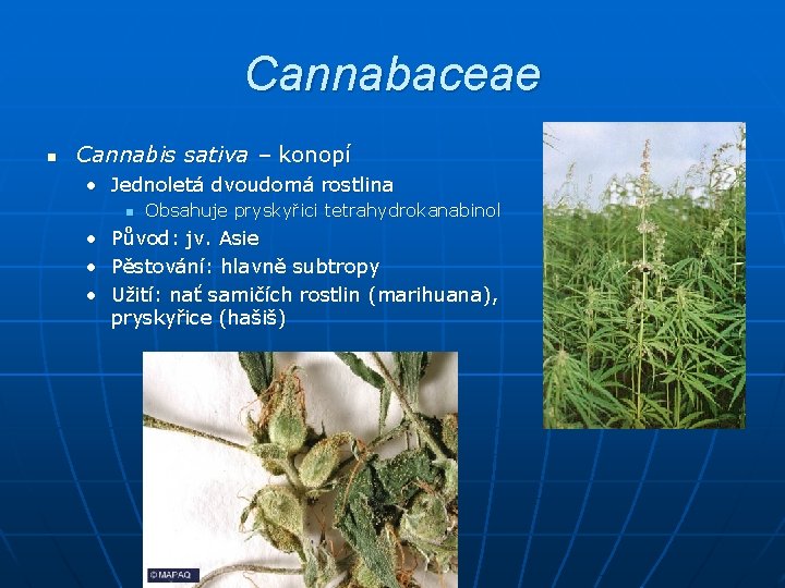 Cannabaceae n Cannabis sativa – konopí • Jednoletá dvoudomá rostlina n Obsahuje pryskyřici tetrahydrokanabinol