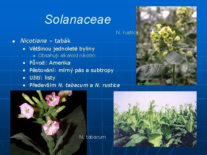 Solanaceae N. rustica n Nicotiana – tabák • Většinou jednoleté byliny n • •