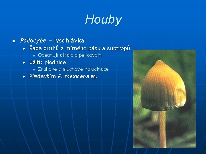 Houby n Psilocybe – lysohlávka • Řada druhů z mírného pásu a subtropů n