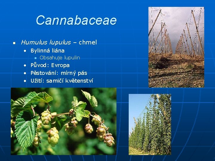 Cannabaceae n Humulus lupulus – chmel • Bylinná liána n Obsahuje lupulin • Původ: