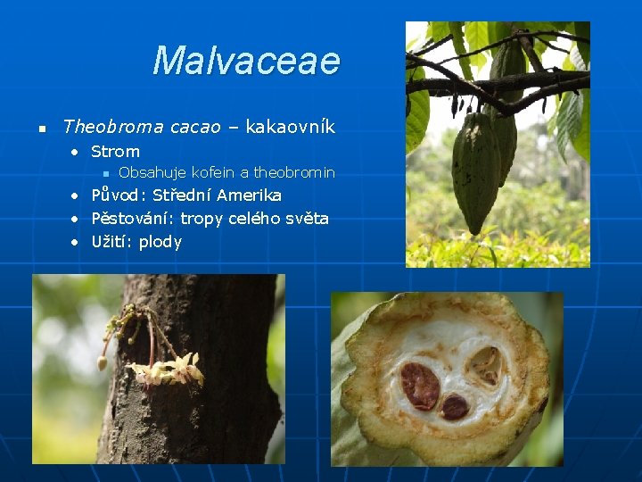 Malvaceae n Theobroma cacao – kakaovník • Strom n Obsahuje kofein a theobromin •