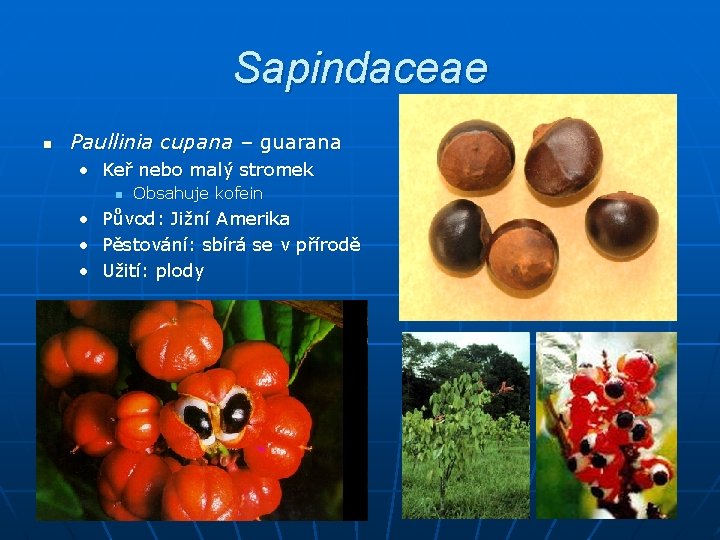 Sapindaceae n Paullinia cupana – guarana • Keř nebo malý stromek n Obsahuje kofein