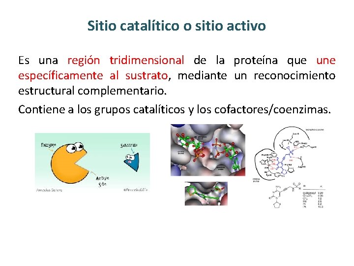 Sitio catalítico o sitio activo Es una región tridimensional de la proteína que une