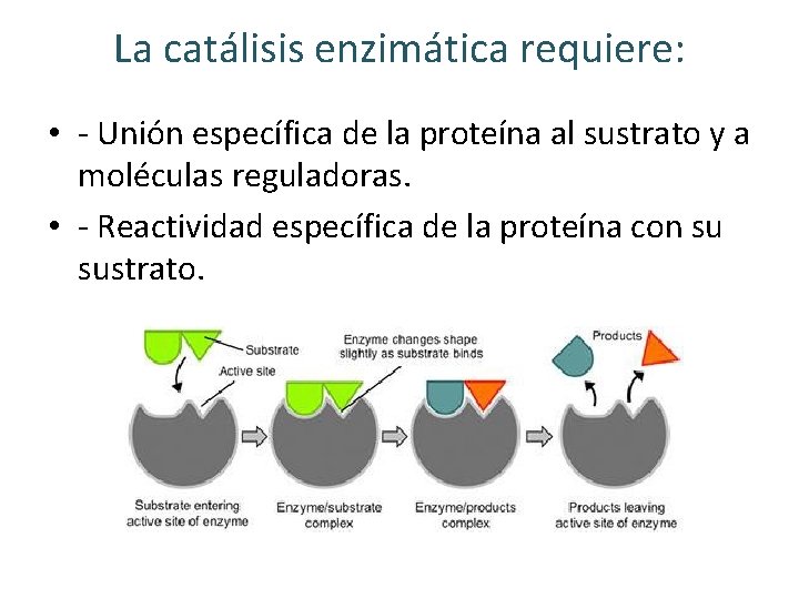 La catálisis enzimática requiere: • - Unión específica de la proteína al sustrato y