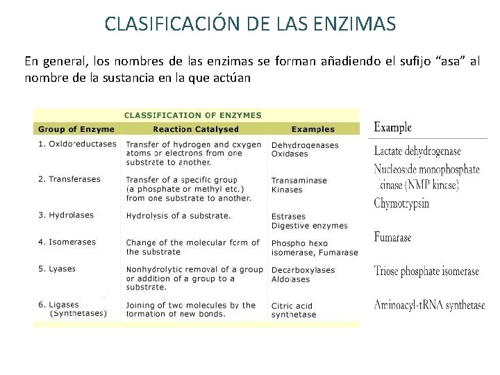 CLASIFICACIÓN DE LAS ENZIMAS En general, los nombres de las enzimas se forman añadiendo