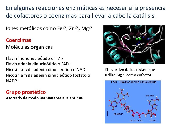 En algunas reacciones enzimáticas es necesaria la presencia de cofactores o coenzimas para llevar