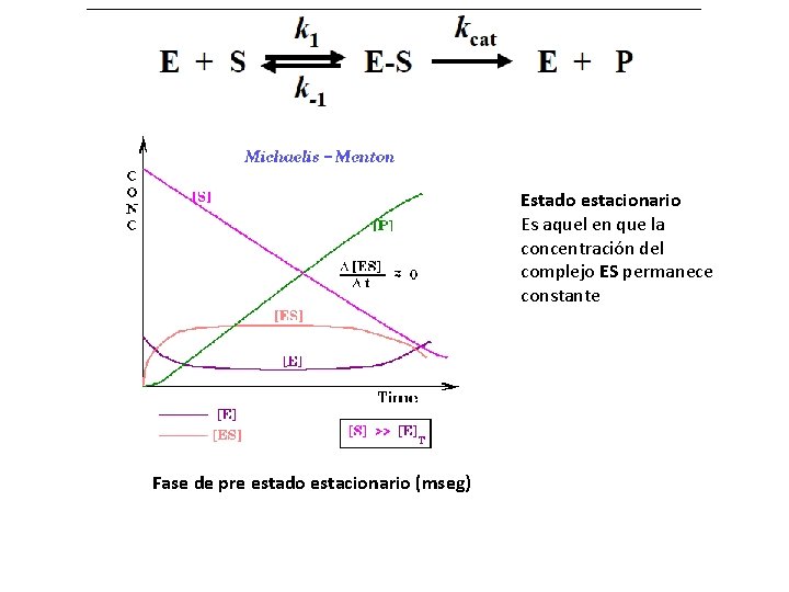 Progreso de la reacción enzimática Fase de pre estado estacionario (mseg) Estado estacionario Es