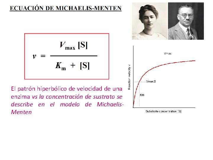 El patrón hiperbólico de velocidad de una enzima vs la concentración de sustrato se