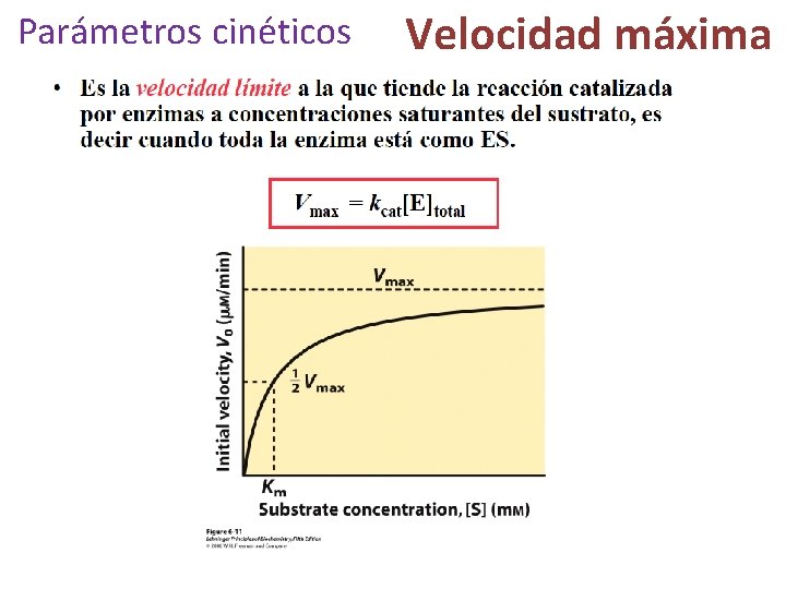 Parámetros cinéticos Velocidad máxima 