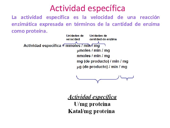 Actividad específica La actividad específica es la velocidad de una reacción enzimática expresada en