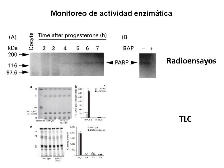 Monitoreo de actividad enzimática Radioensayos TLC 