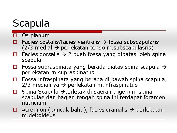 Scapula o Os planum o Facies costalis/facies ventralis fossa subscapularis (2/3 medial perlekatan tendo