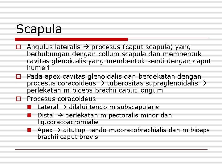Scapula o Angulus lateralis procesus (caput scapula) yang berhubungan dengan collum scapula dan membentuk