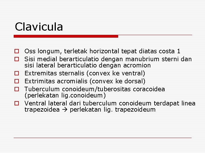 Clavicula o Oss longum, terletak horizontal tepat diatas costa 1 o Sisi medial berarticulatio