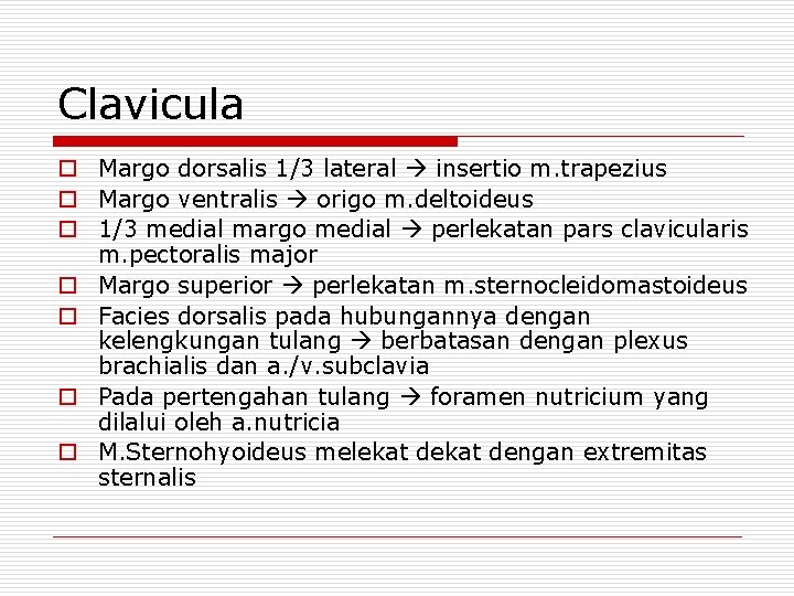 Clavicula o Margo dorsalis 1/3 lateral insertio m. trapezius o Margo ventralis origo m.