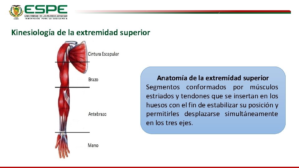 Kinesiología de la extremidad superior Anatomía de la extremidad superior Segmentos conformados por músculos