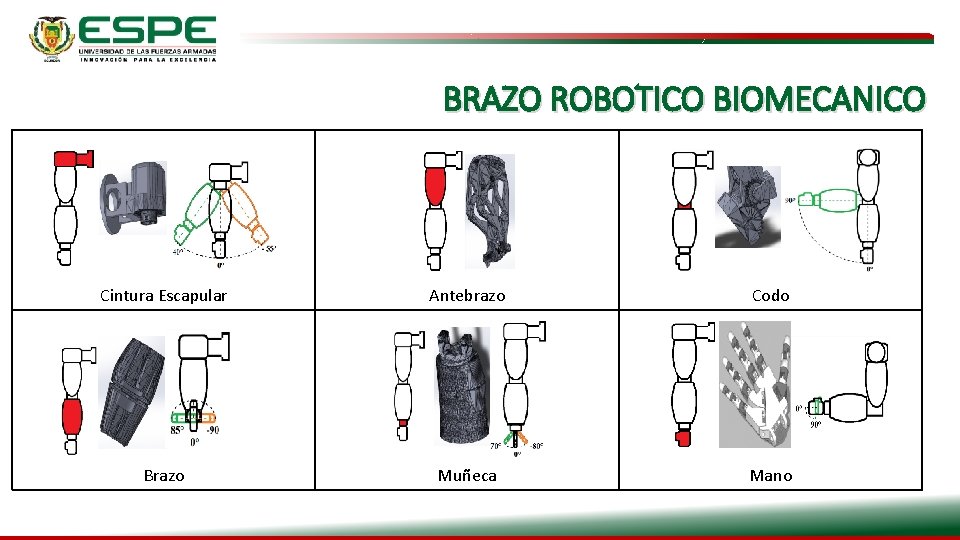 BRAZO ROBOTICO BIOMECANICO Cintura Escapular Antebrazo Codo Brazo Muñeca Mano 