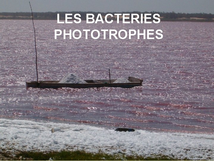 LES BACTERIES PHOTOTROPHES 