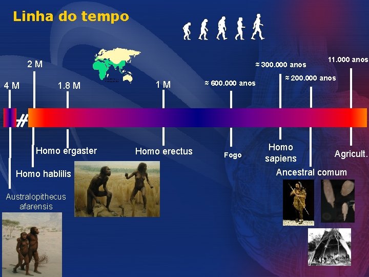 Linha do tempo 2 M 4 M ≈ 300. 000 anos 1. 8 M