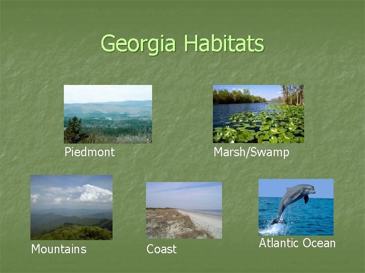 Georgia Habitats Piedmont Mountains Marsh/Swamp Coast Atlantic Ocean 