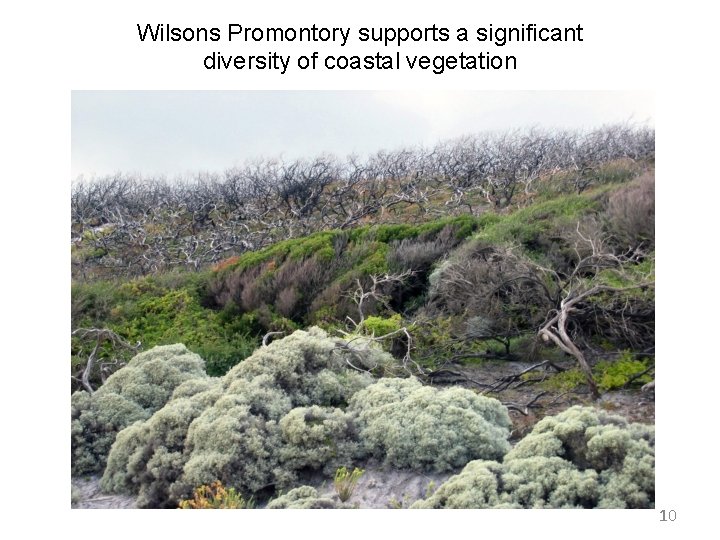 Wilsons Promontory supports a significant diversity of coastal vegetation 10 Wilsons Promontory supports a significant diversity of coastal vegetation 10