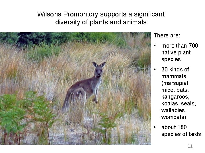 Wilsons Promontory supports a significant diversity of plants and animals There are: • more Wilsons Promontory supports a significant diversity of plants and animals There are: • more