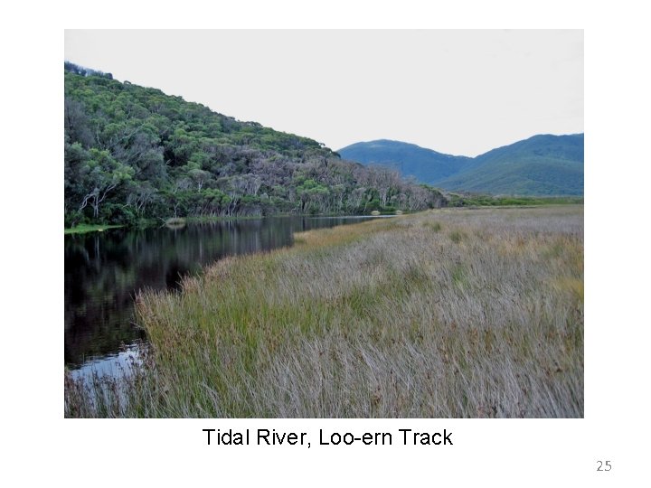 Tidal River, Loo-ern Track 25 Tidal River, Loo-ern Track 25