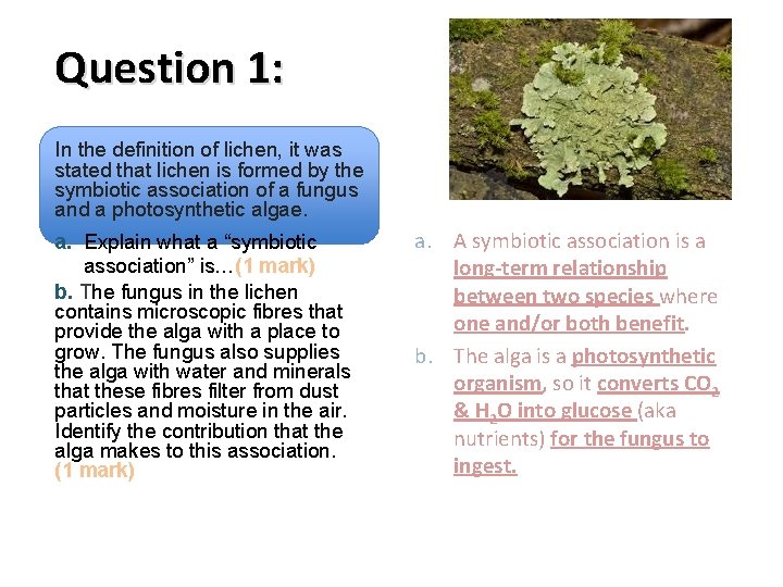 Question 1: In the definition of lichen, it was stated that lichen is formed