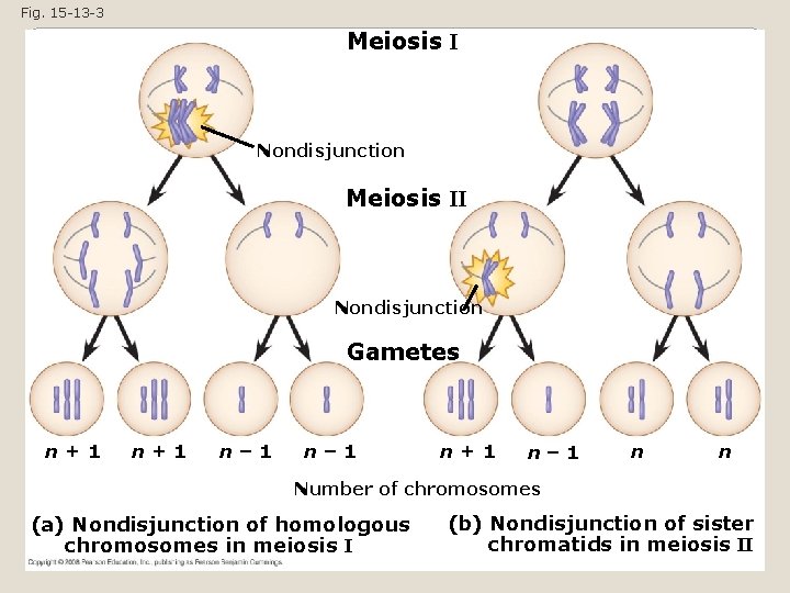 Fig. 15 -13 -3 Meiosis I Nondisjunction Meiosis II Nondisjunction Gametes n+1 n– 1