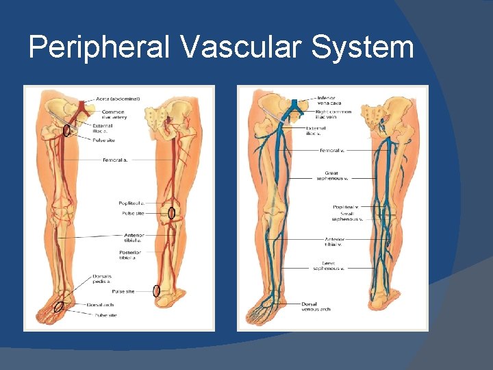 Peripheral Vascular System 