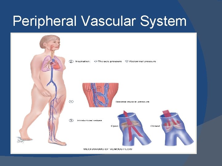 Peripheral Vascular System 