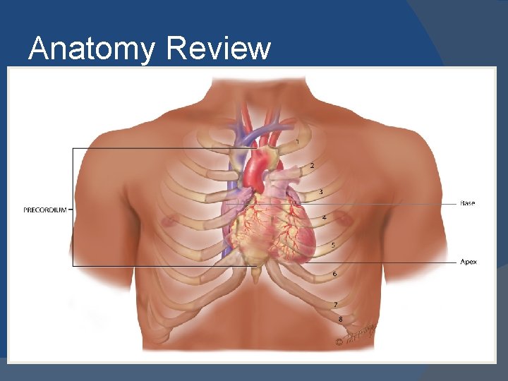 Anatomy Review 