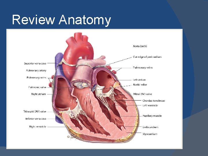 Review Anatomy 