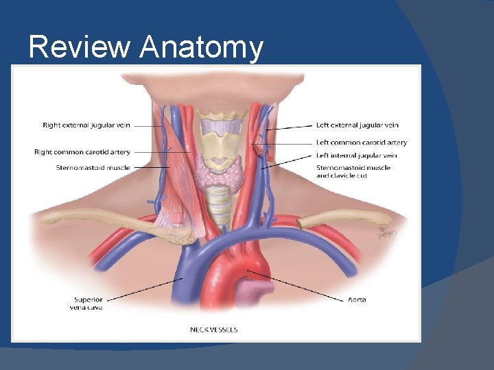 Review Anatomy 