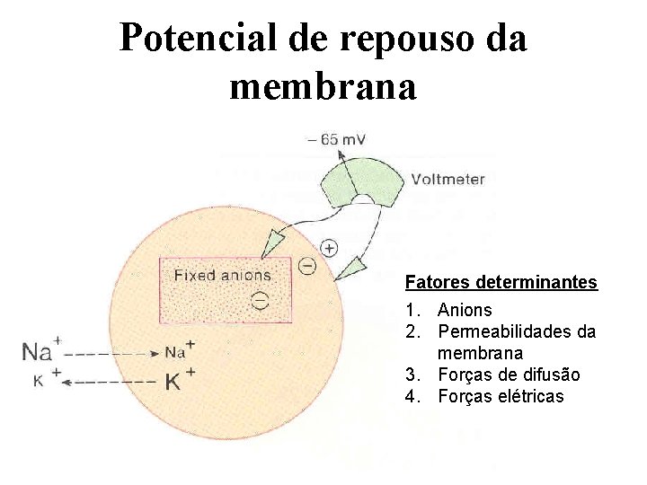 Potencial de repouso da membrana Fatores determinantes 1. Anions 2. Permeabilidades da membrana 3.