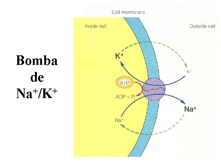 Bomba de Na+/K+ 