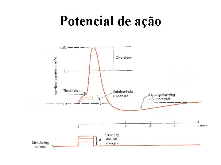 Potencial de ação Potassium channels open Threshold for voltage-sensitive sodium channels Na/K Pump reestablishes