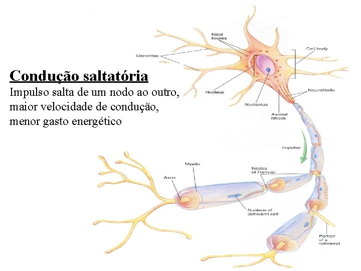 Condução saltatória Impulso salta de um nodo ao outro, maior velocidade de condução, menor