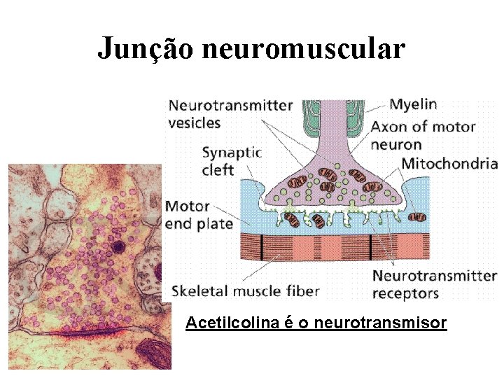 Junção neuromuscular Acetilcolina é o neurotransmisor 