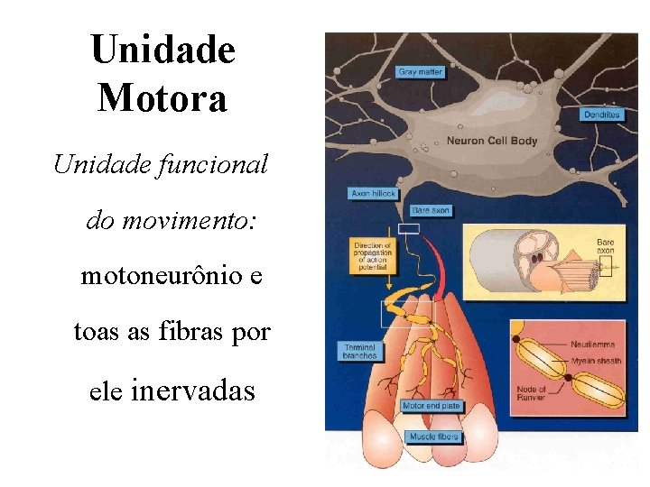 Unidade Motora Unidade funcional do movimento: motoneurônio e toas as fibras por ele inervadas