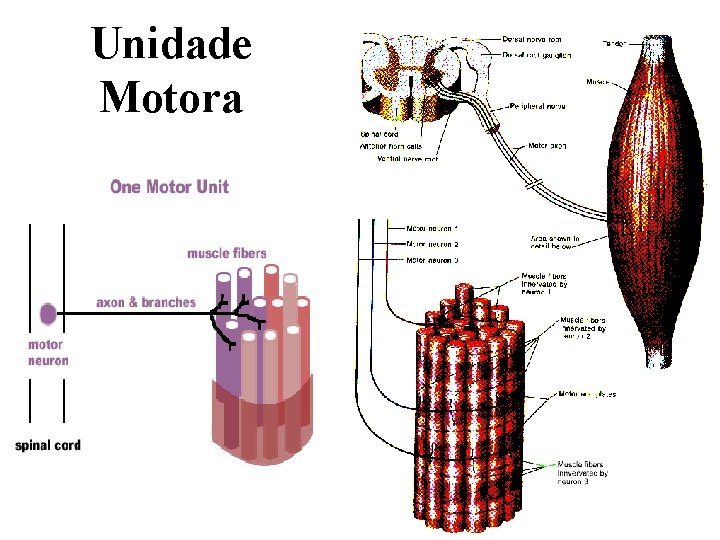 Unidade Motora 