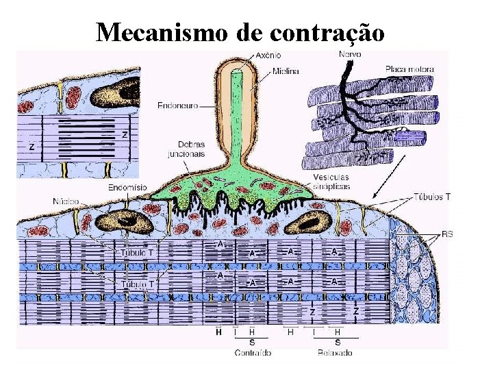 Mecanismo de contração 