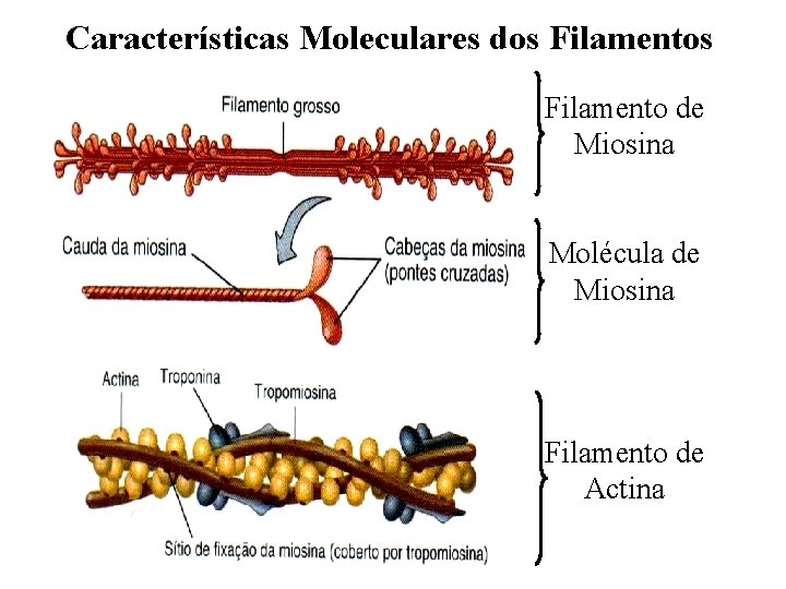 Características Moleculares dos Filamento de Miosina Molécula de Miosina Filamento de Actina 