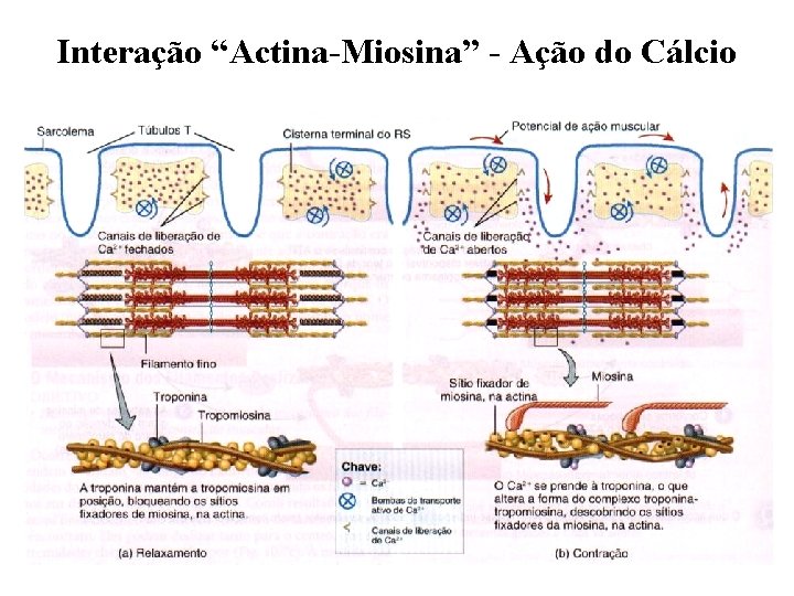 Interação “Actina-Miosina” - Ação do Cálcio 