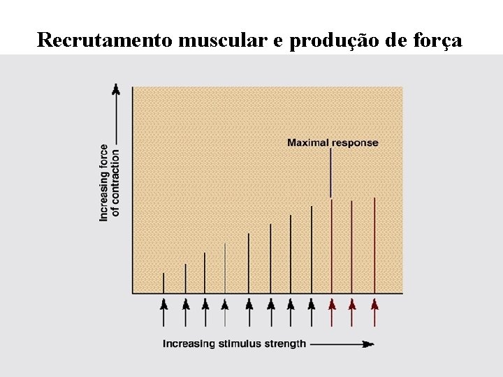 Recrutamento muscular e produção de força 