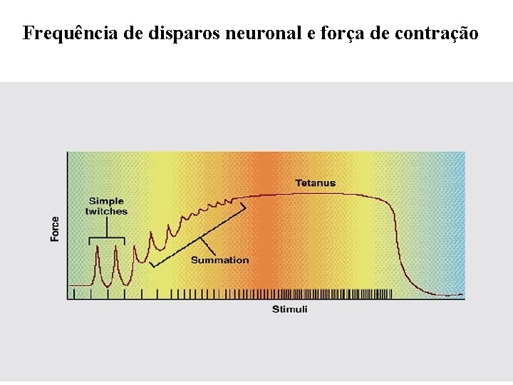Frequência de disparos neuronal e força de contração 