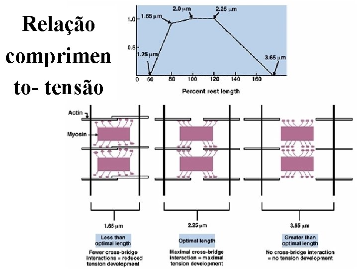 Relação comprimen to- tensão 